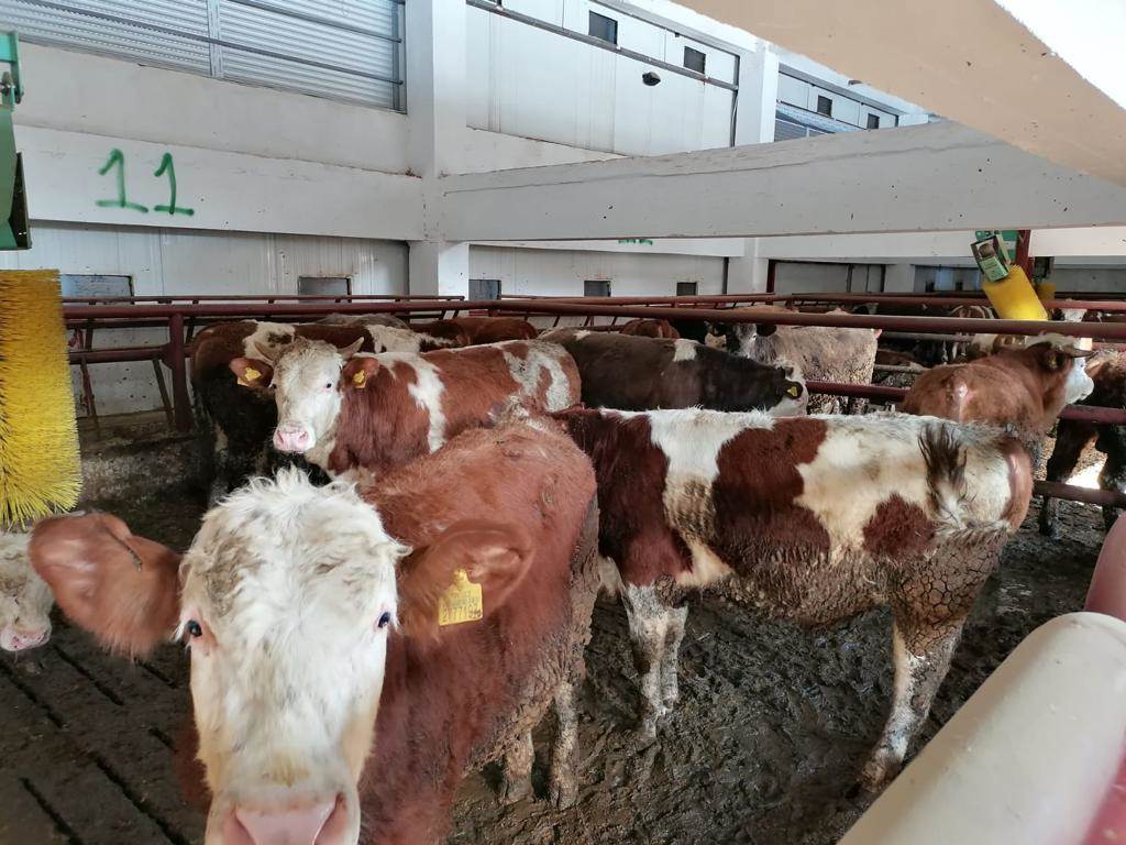 ORDU’DA SIĞIR BESİ YETİŞTİRİCİLİĞİ TESİSİ FAALİYETE GEÇTİ